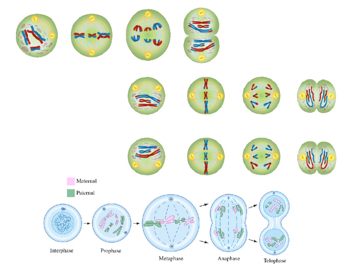 Meiosis and Mitosis - Lecture notes 1-10 - Cell Cycle - is a repeated ...