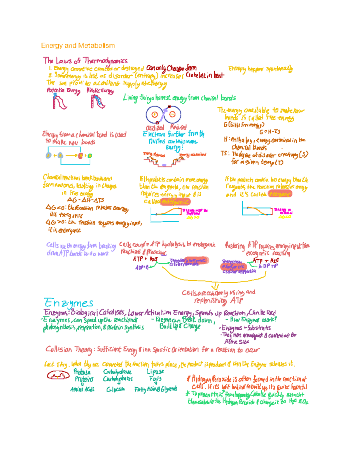 Bio 1 notes Part 2 - Energy and Metabolism TheLawsofThermodynamics ...
