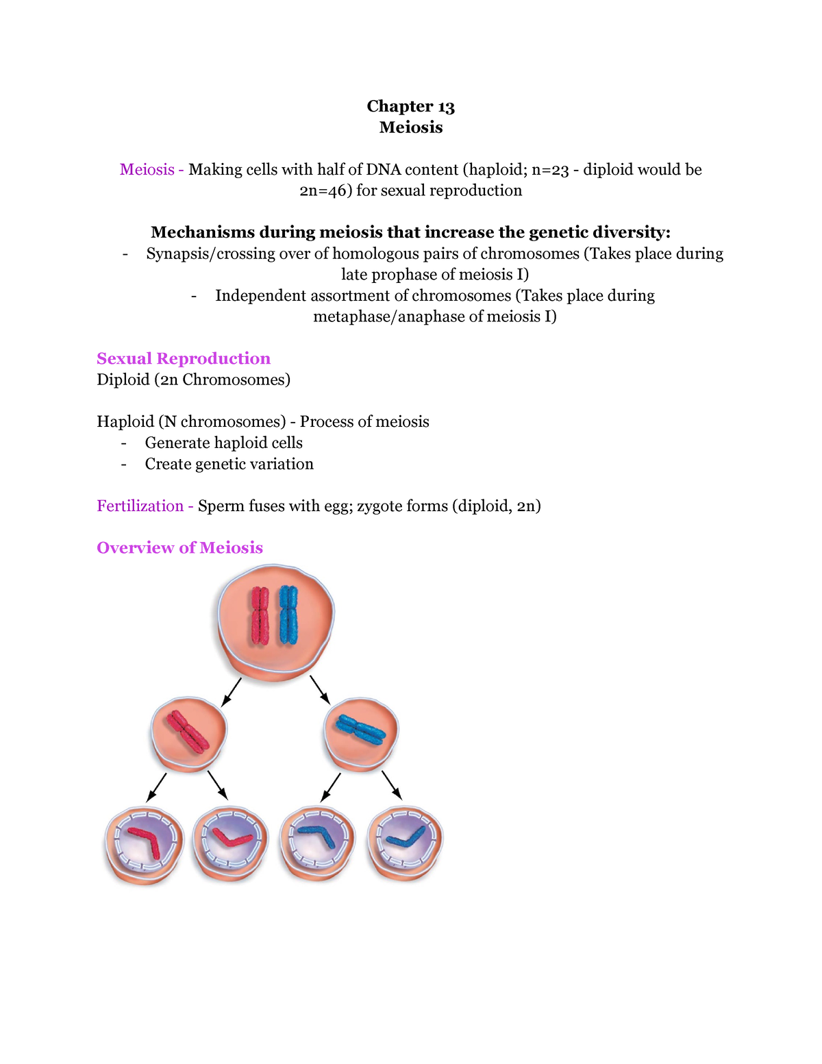 Chapter 13 Outline - Chapter 13 Meiosis Meiosis - Making cells