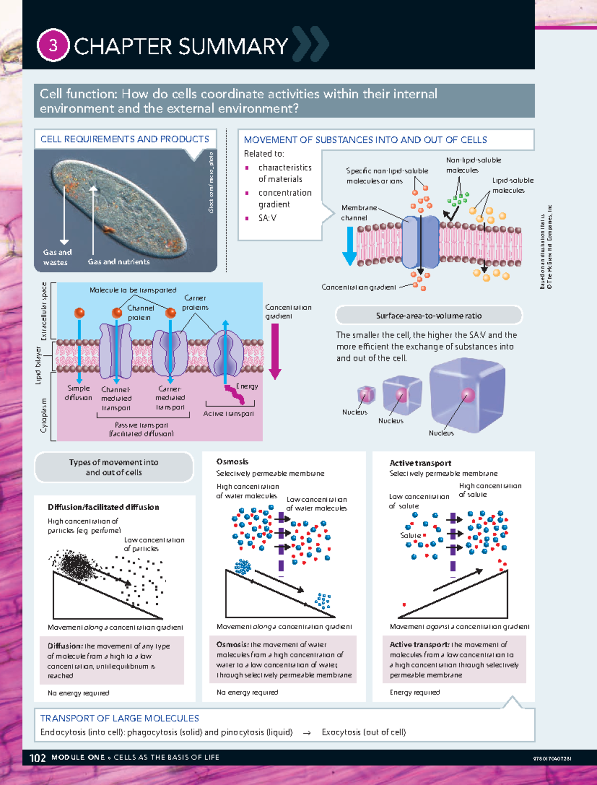 Biology in Focus Y11 1 - HERE IT IS! - 102 MODULE ONE » CELLS AS THE ...