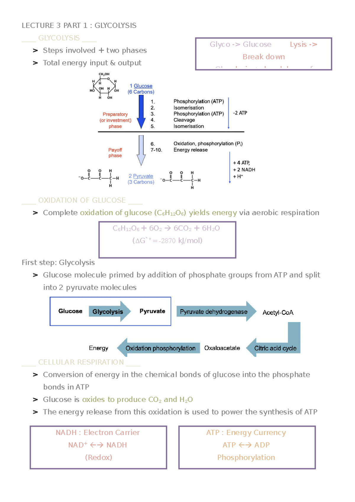 WEEK 3 - Glycolysis and Gluconeogenesis - LECTURE 3 PART 1 : GLYCOLYSIS ...