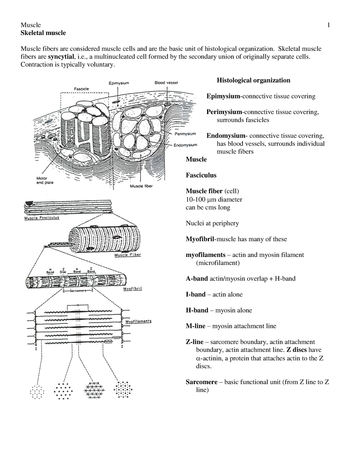 08Skeletal muscle - skeletal - Skeletal muscle Muscle fibers are ...