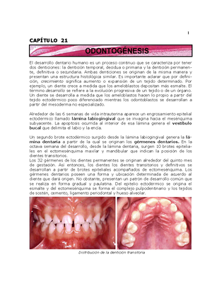 Histología Y Embriología Bucal (2014 ) - Principios De HISTOLOGÍA Y ...