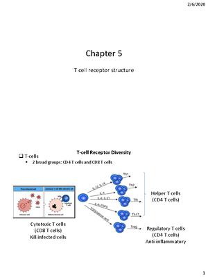 Immunology Ch. 5 - Chapter 5 notes - Chapter 5 T cell receptor ...