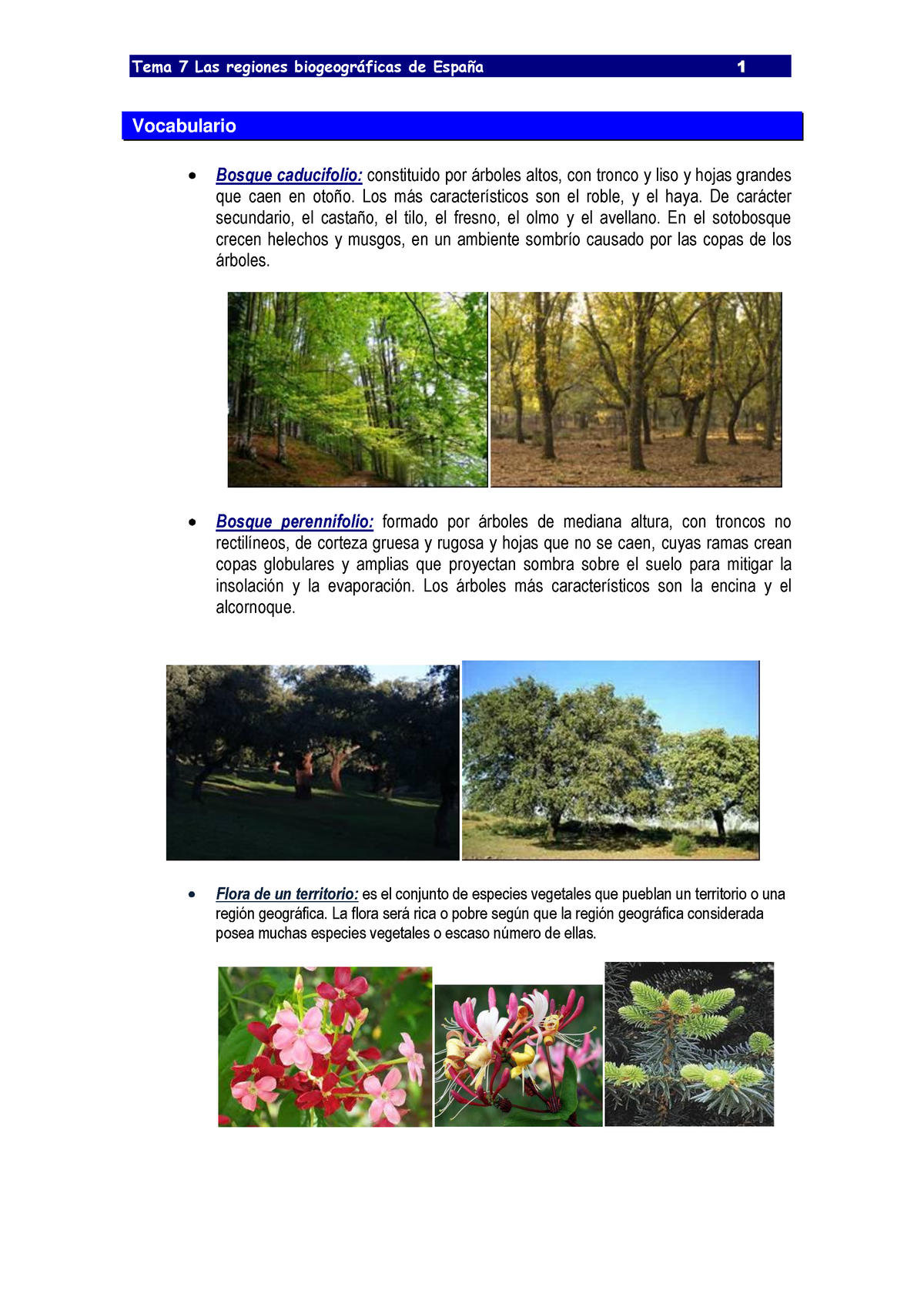 animales y plantas del bosque caducifolio