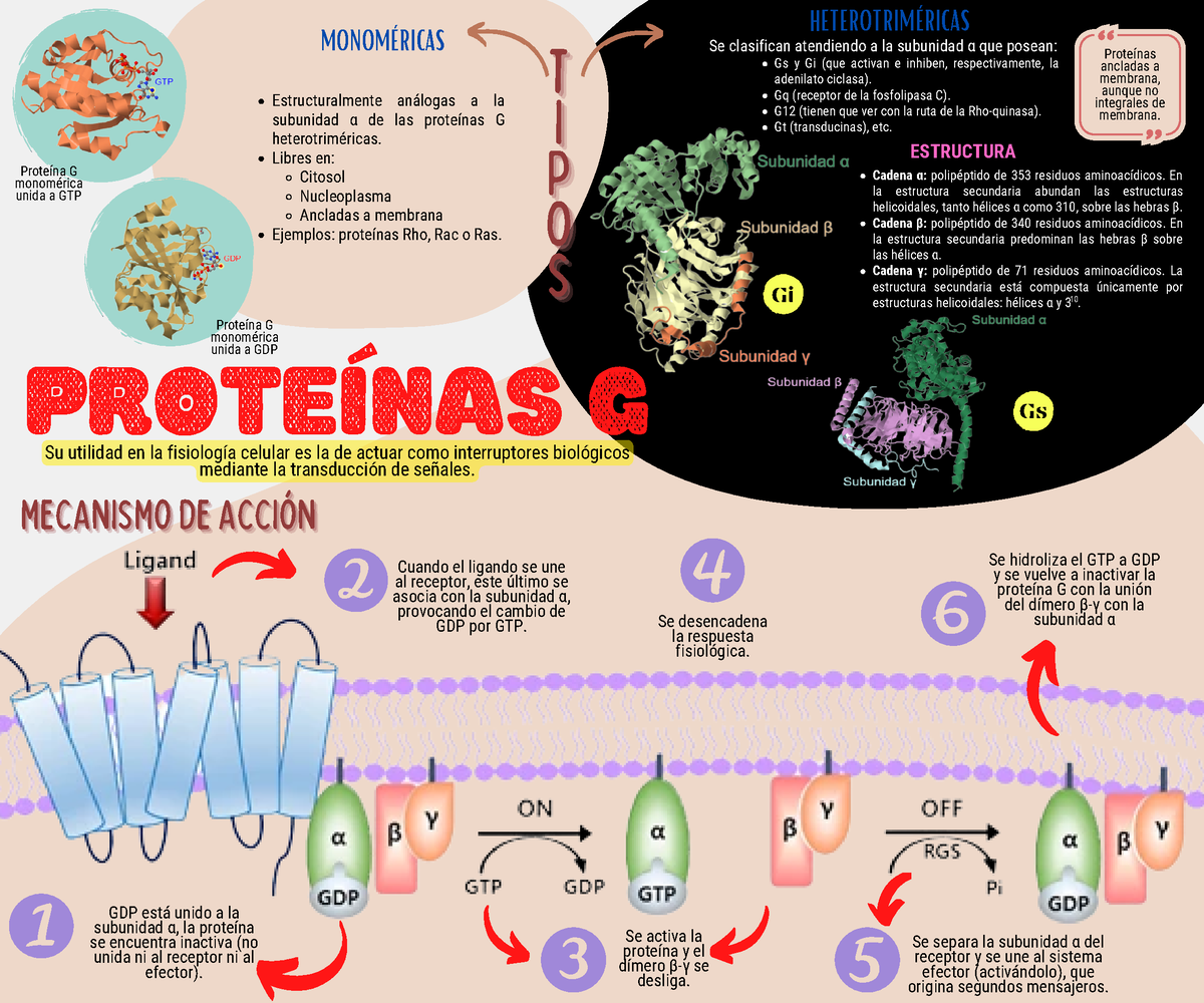 Infografía De Las Proteínas G Tt T Ii I Pp P O O O S S S Estructuralmente Análogas A La 4287