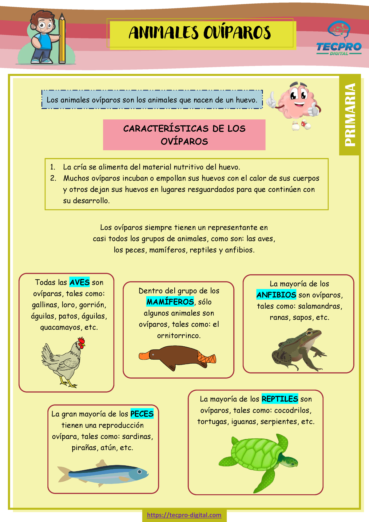 Animales Ovíparos-3y4Primaria - ANIMALES OVÍPAROS PRIMARIA tecpro ...