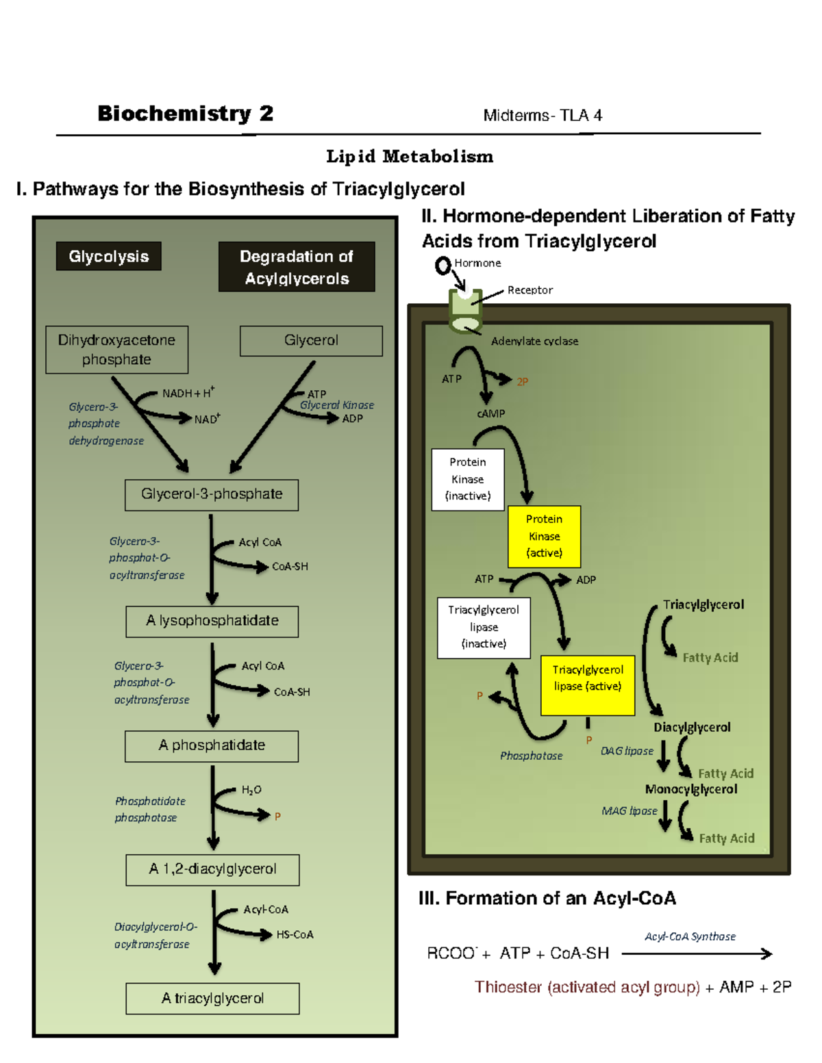 Lipid Metabolism - Biochemistry 2 Midterms- TLA 4 Lipid Metabolism I ...