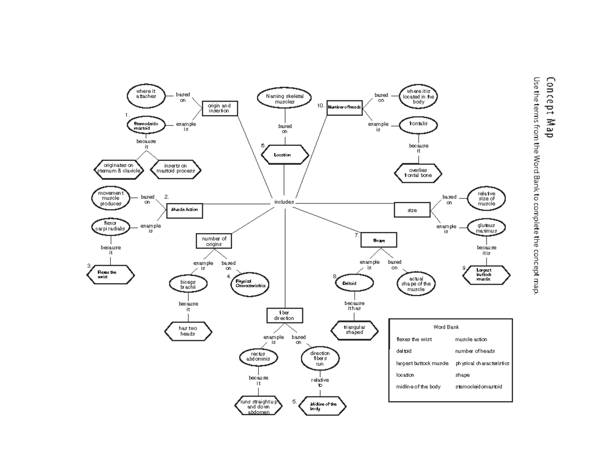 Chapter 2011 20 20Concept 20Map Concept Map Use The Terms From The   Thumb 1200 927 