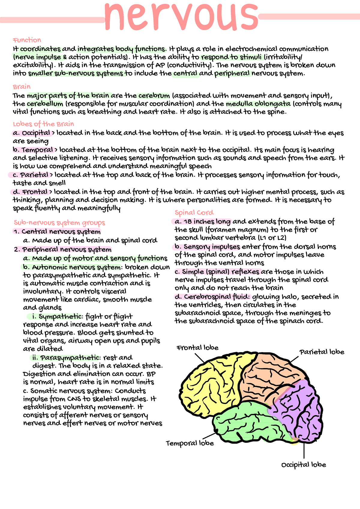 Handwritten Nervous - nursing - Function It coordinates and integrates ...