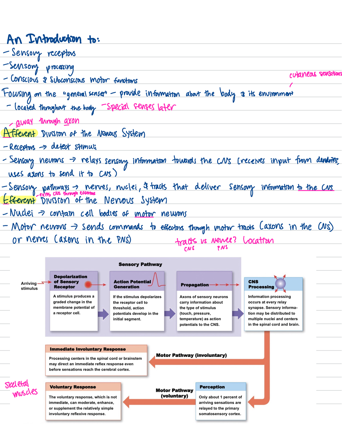 BSC2086 - Lesson 1 - BSC 2086 - Studocu