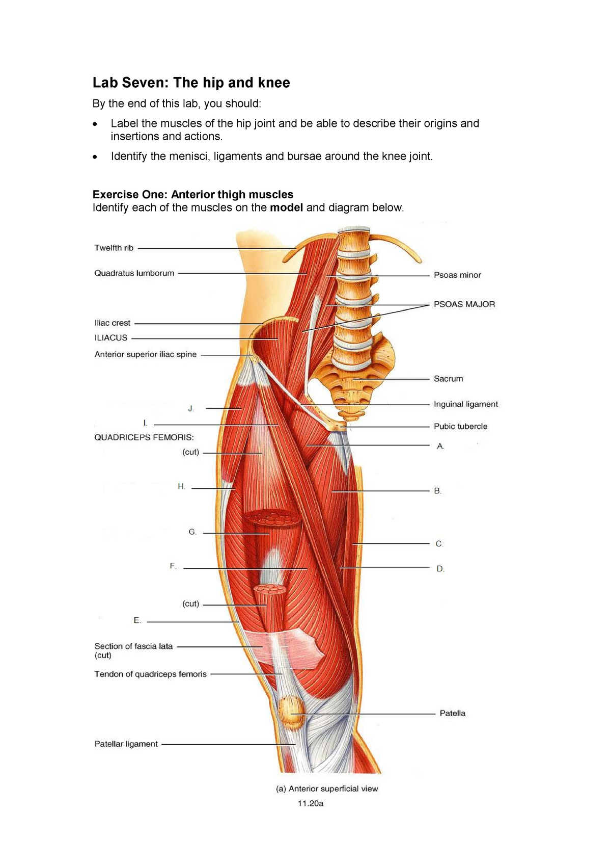 Hip Joint Muscles Diagram Superficial Left And Deep Right Muscles
