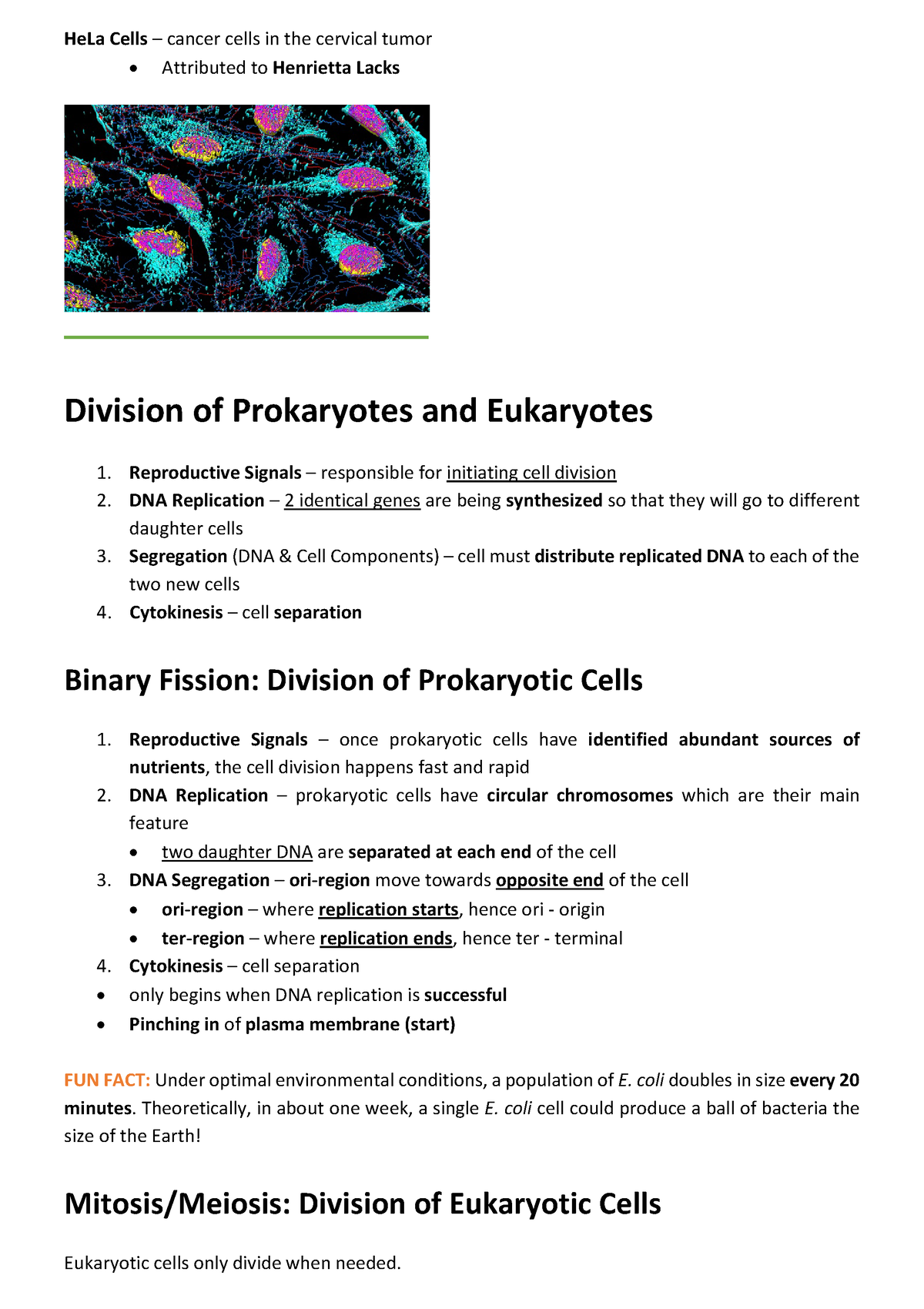 mitosis-and-meiosis-storyboard-by-95d75a64