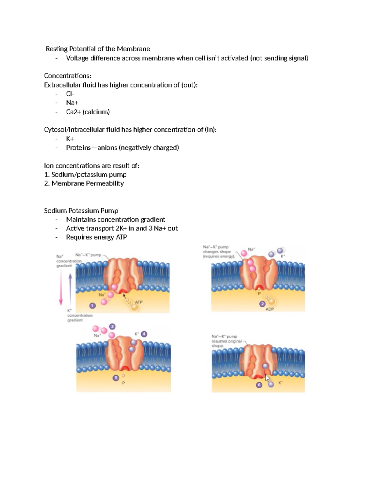 Kin test 5 notes - Resting Potential of the Membrane - Voltage ...