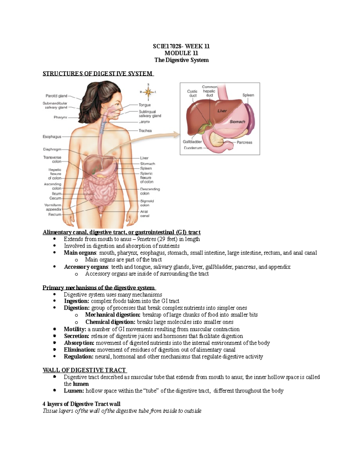 SCIE17028: Module 11 - The Digestive System - Lecture Notes - SCIE17028 ...