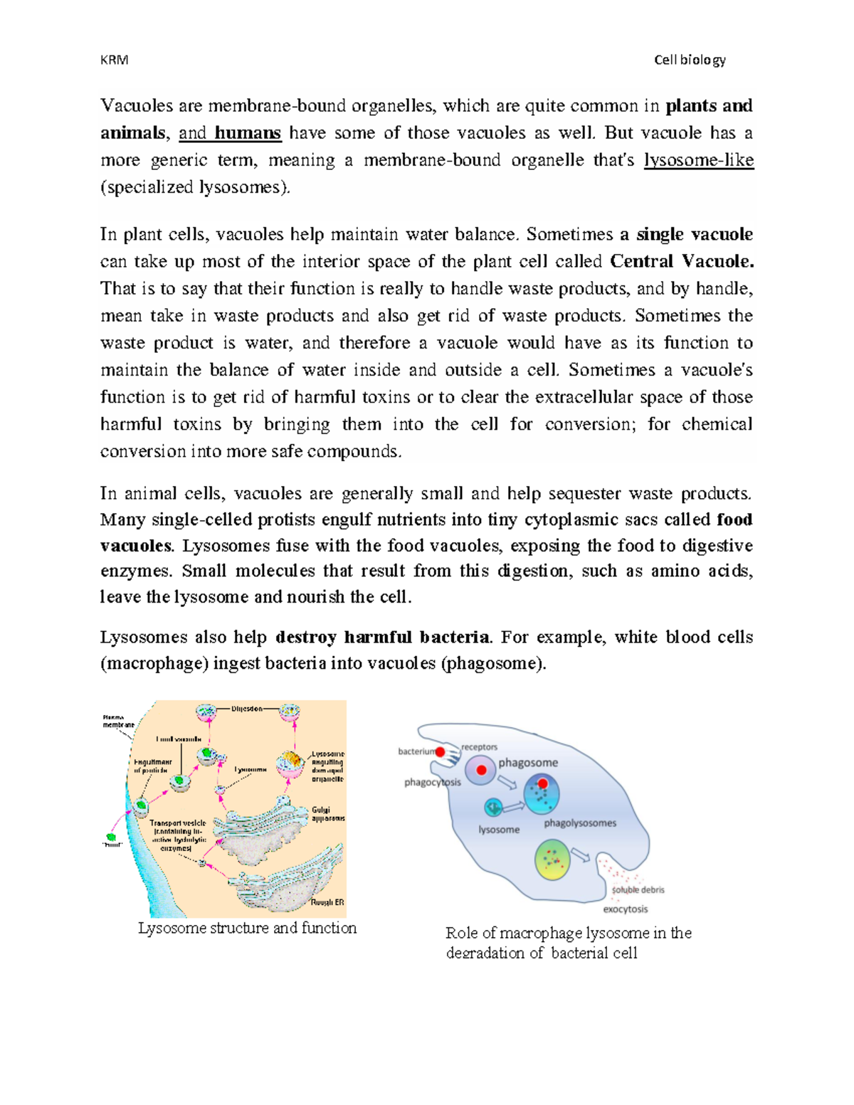 Cell Vacuoles - Lecture notes 3 - Studocu