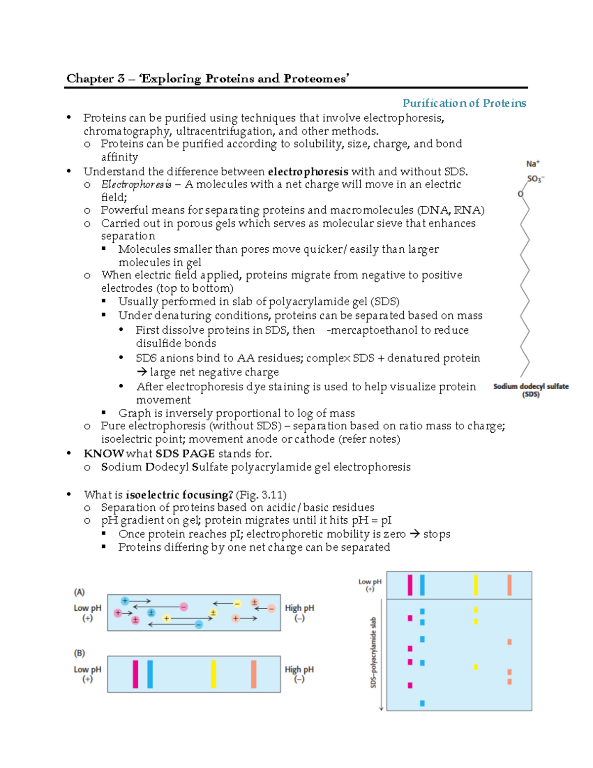 Protein Purification Techniques Electrophoresis Chromatography