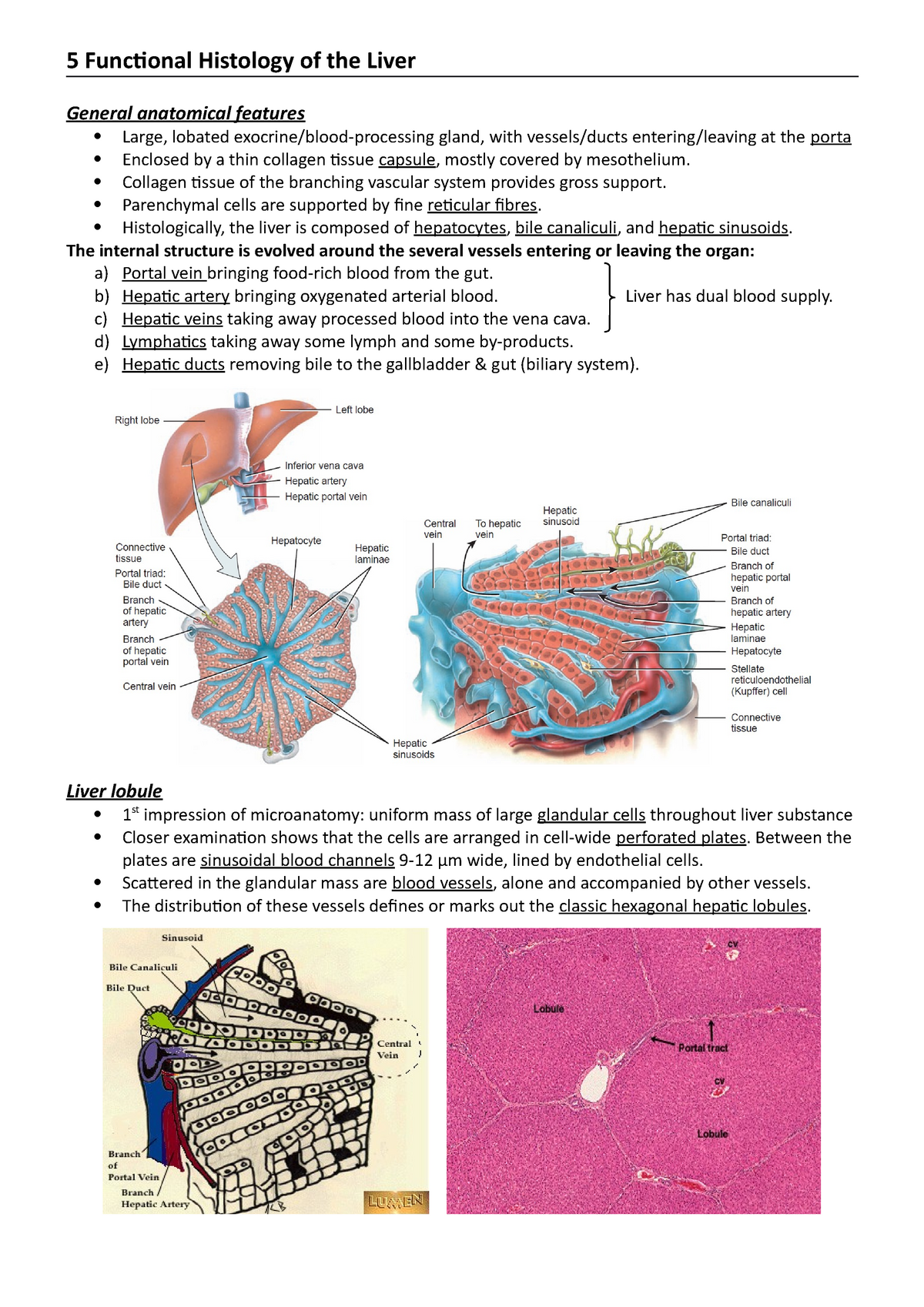 5 Anatomy And Functional Histology Of The Liver 5 Functional