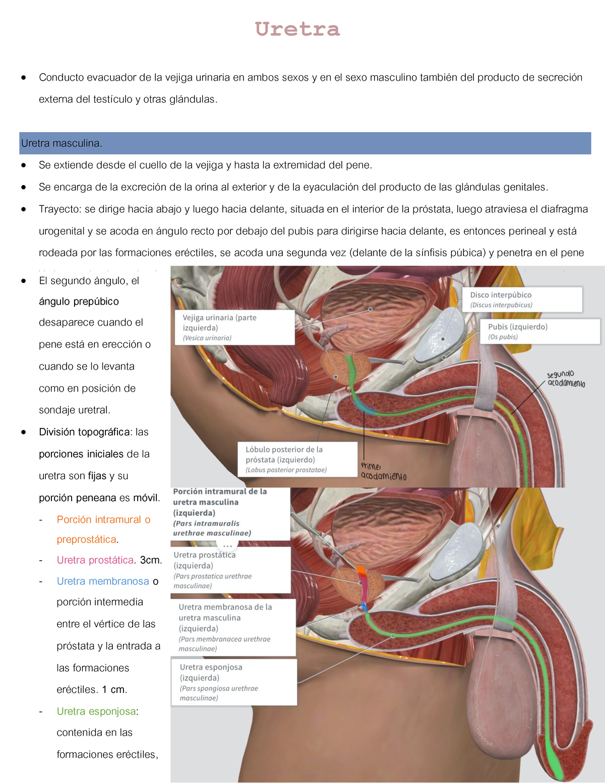 Uretra - Uretra Conducto evacuador de la vejiga urinaria en ambos sexos y  en el sexo masculino - Studocu