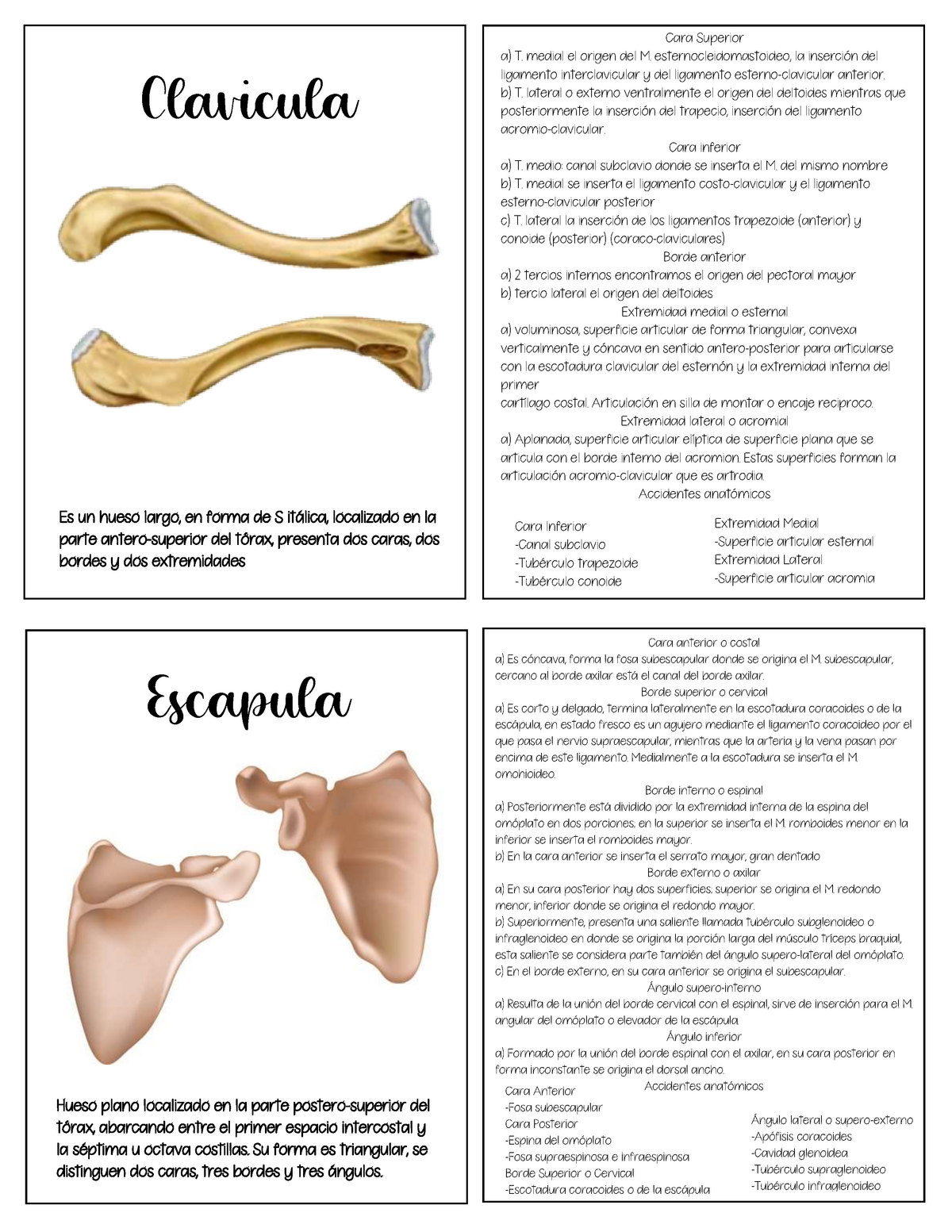 Anatomia dos Ossos de Membro Superior Clavícula e Escápula. Flashcards by  flash cardsss