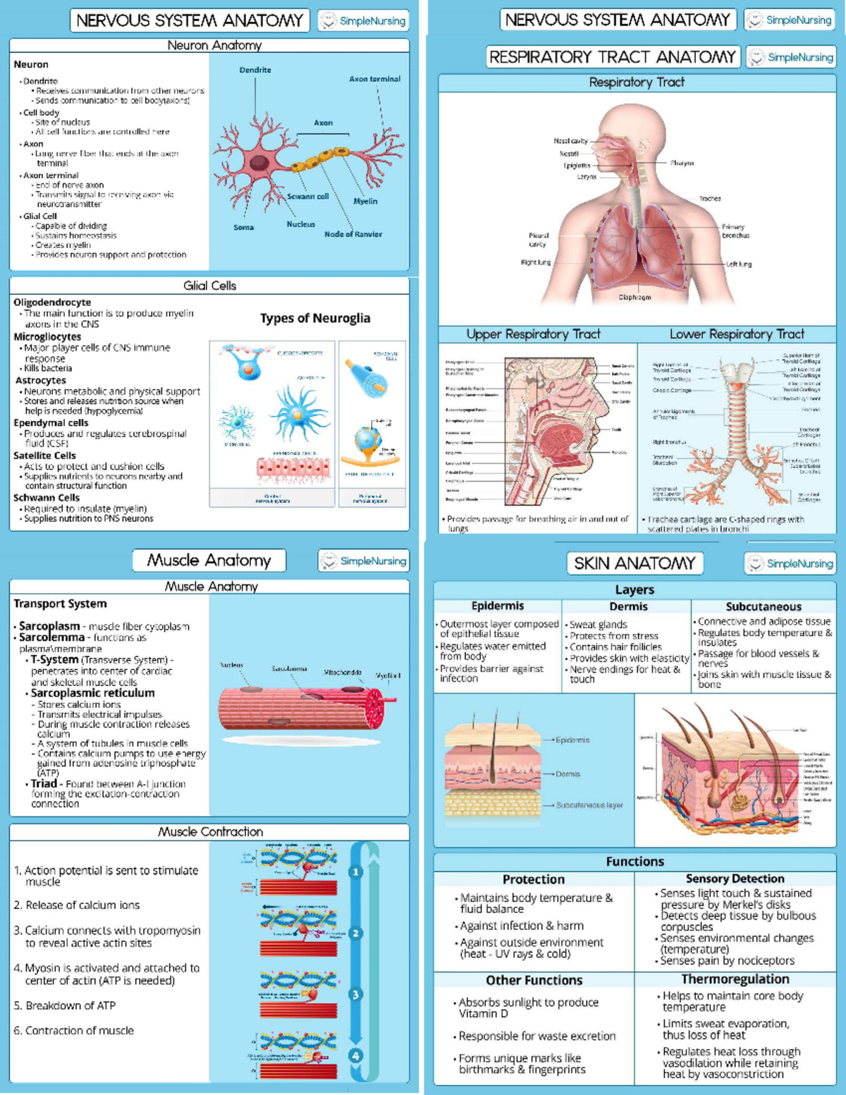 Anapahy AND Physiology 1 - NERVOUS SYSTEM ANATOMY SimpleNursing NERVOUS ...