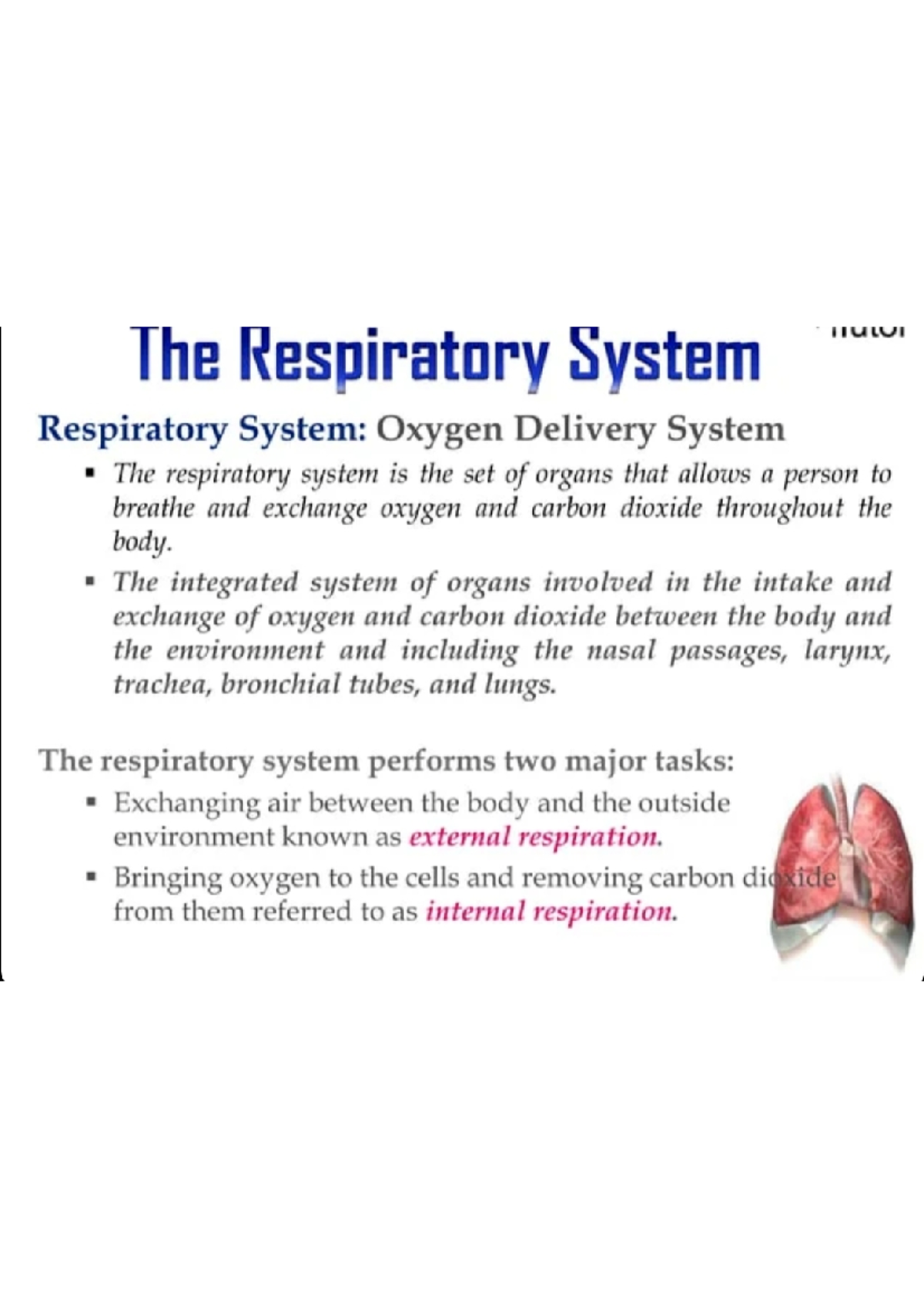 Respiratory system - anatomy - Studocu