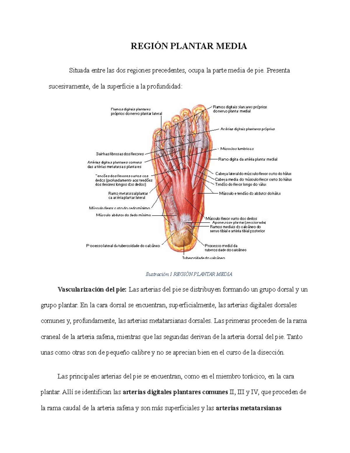 Región Plantar Media Apuntes 1 REGIÓN PLANTAR MEDIA Situada entre
