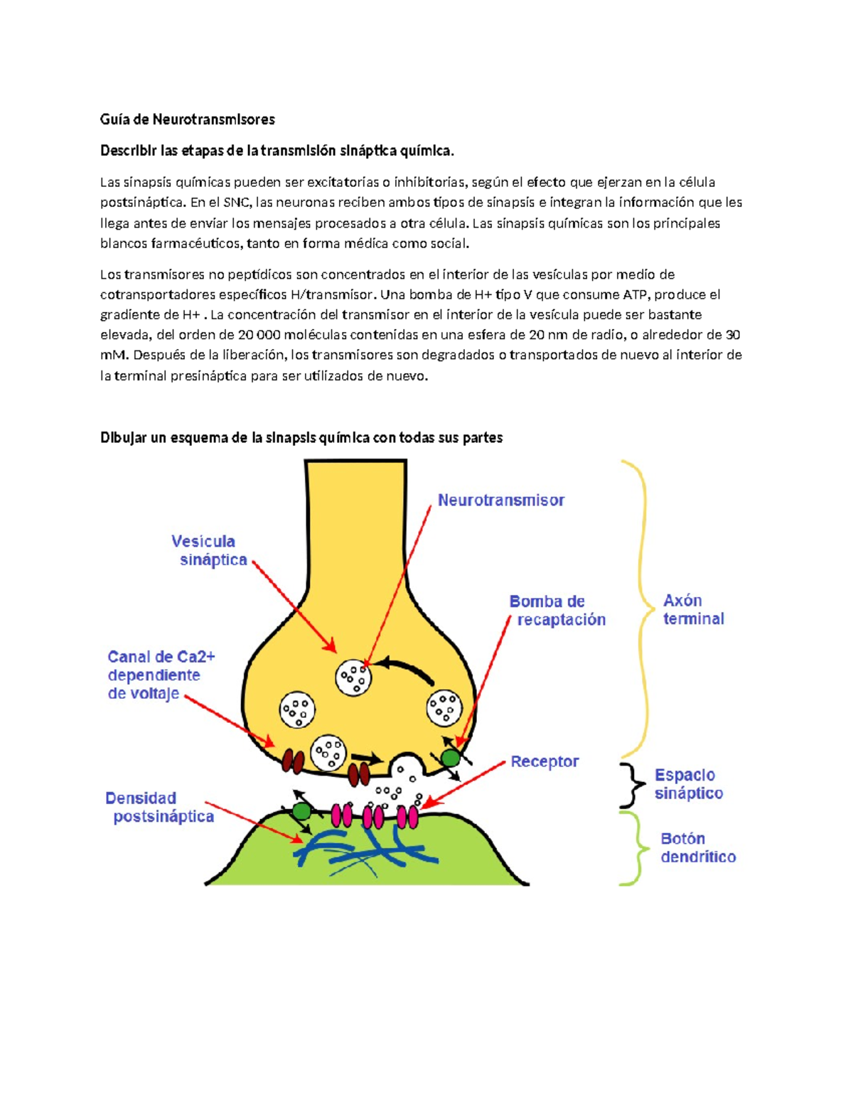 Asignación Sinapsis y Neurotransmisores - Guía de Neurotransmisores ...
