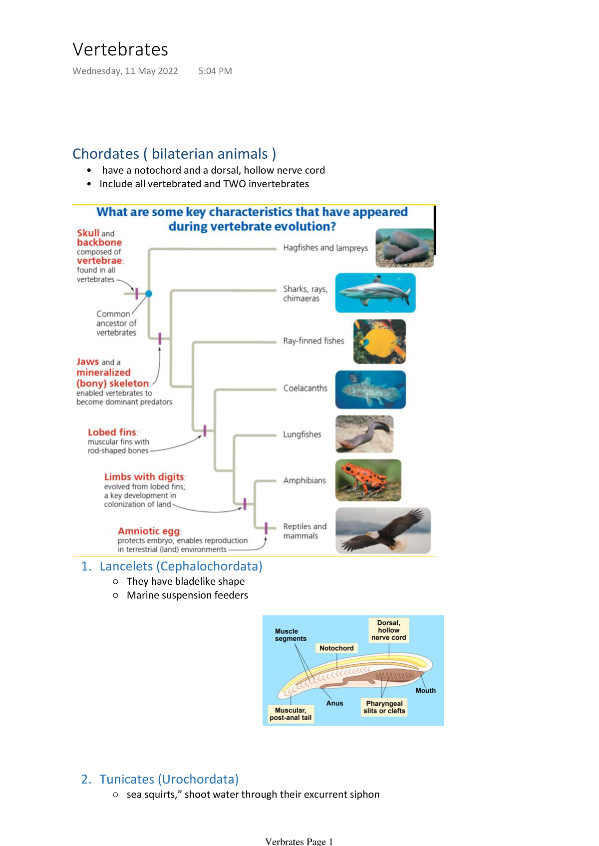 Vertebrates - Vertebrate Classes - Chordates ( Bilaterian Animals ...