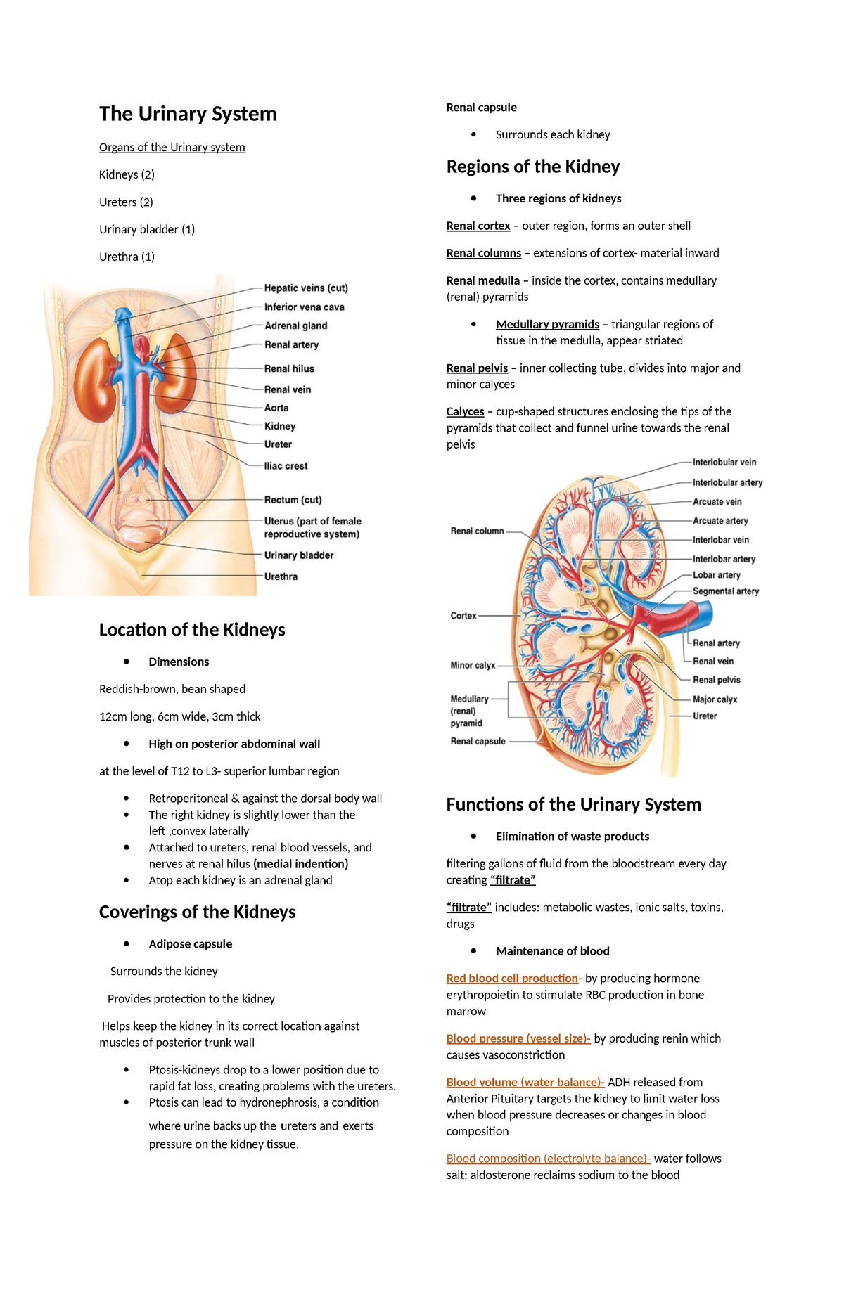 The Urinary System (finish) - The Urinary System Organs of the Urinary ...