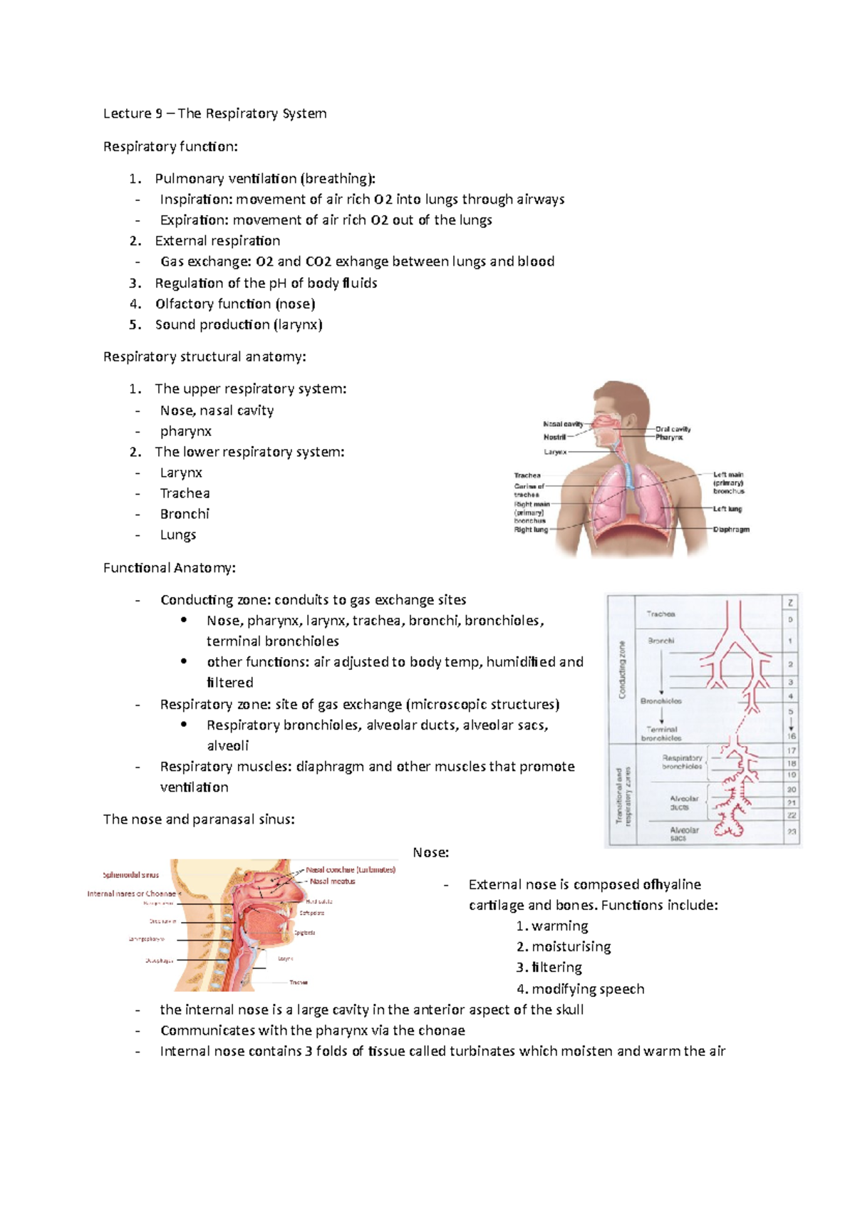 Respiratory System Lecture Notes - Lecture 9 – The Respiratory System ...