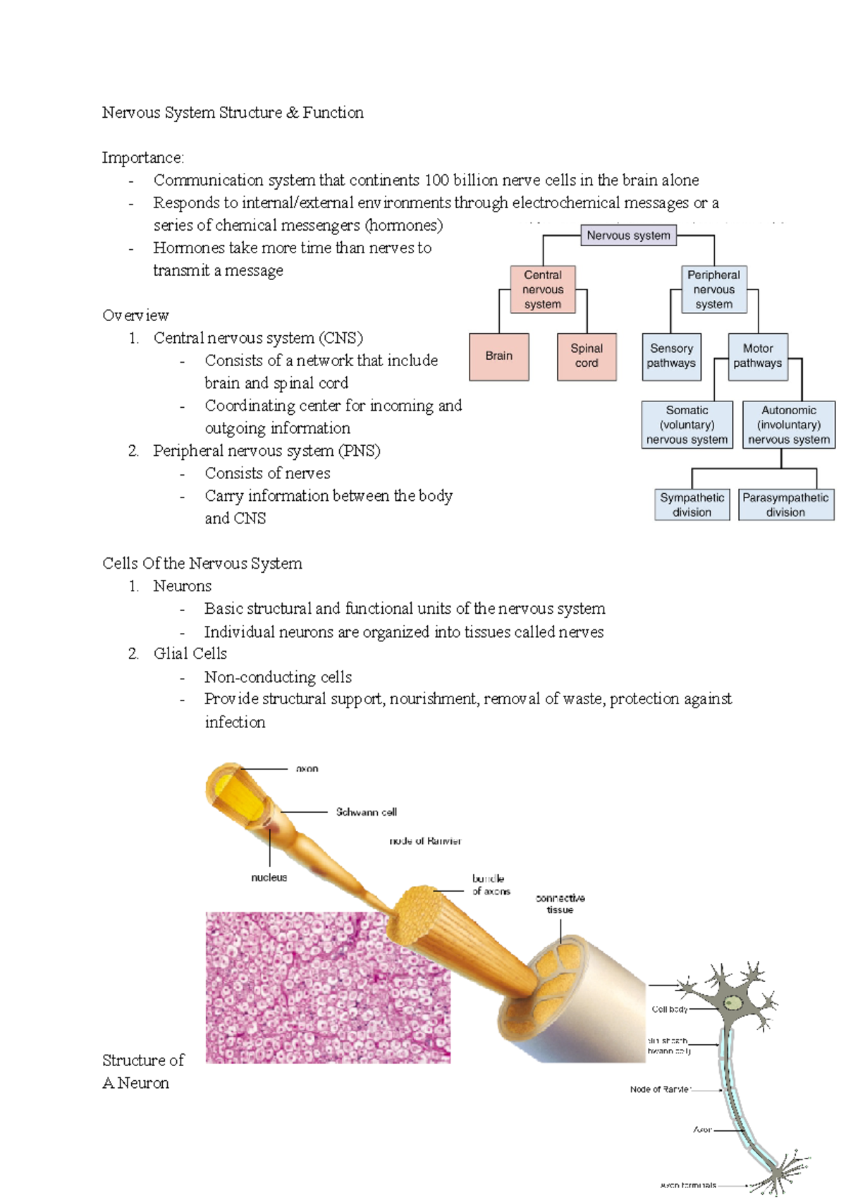 Nervous System Structure Function - Nervous System Structure & Function ...