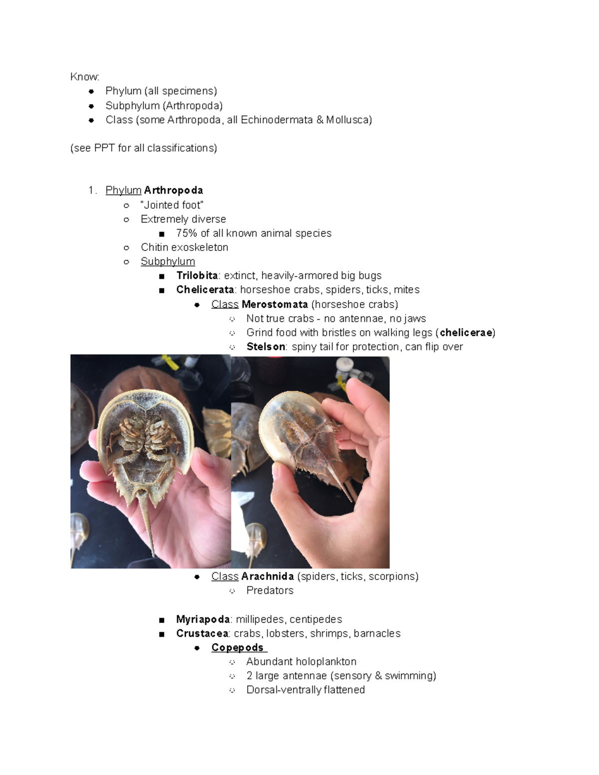 Lab practical 3 inverts ii - Know: Phylum (all specimens) Subphylum ...
