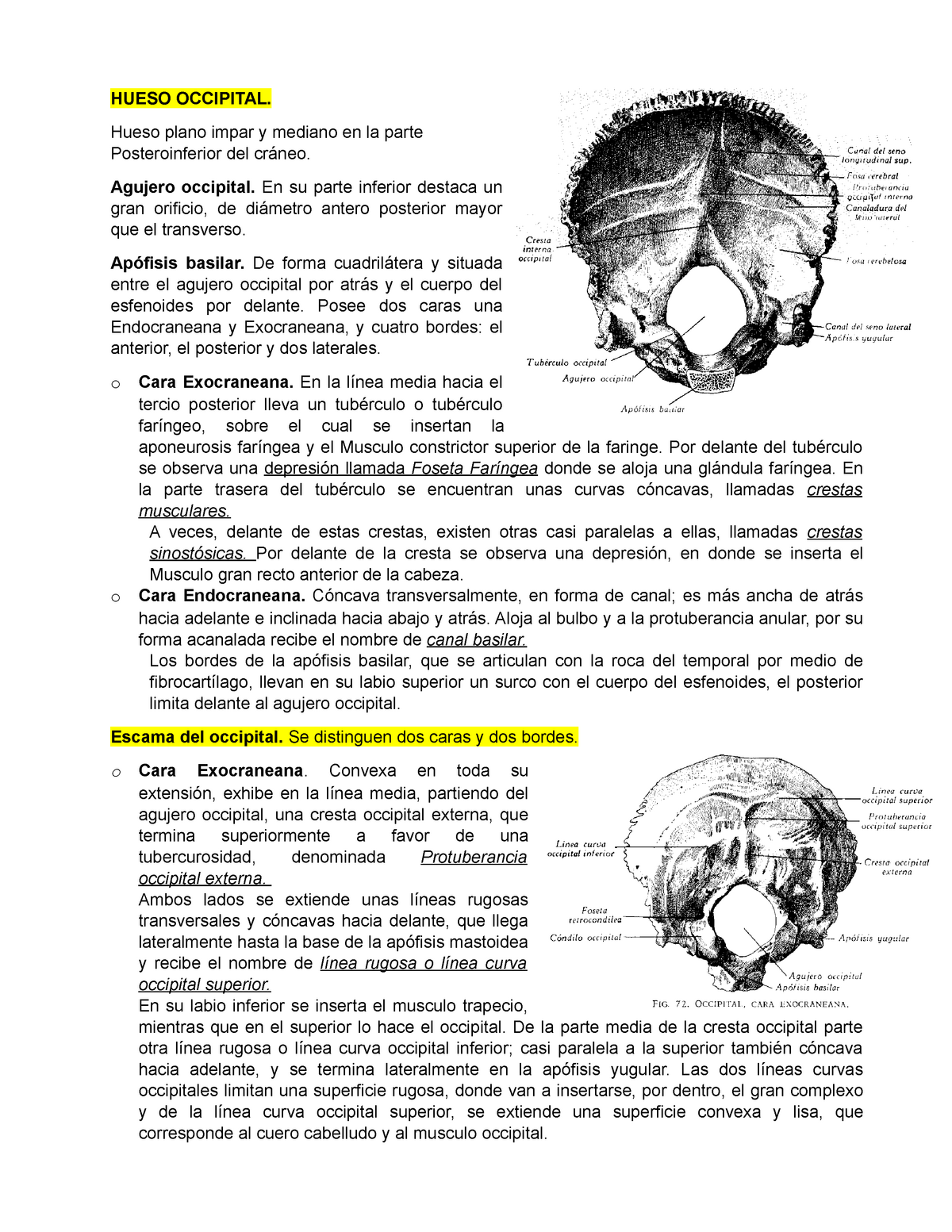 protuberancia occipital interna