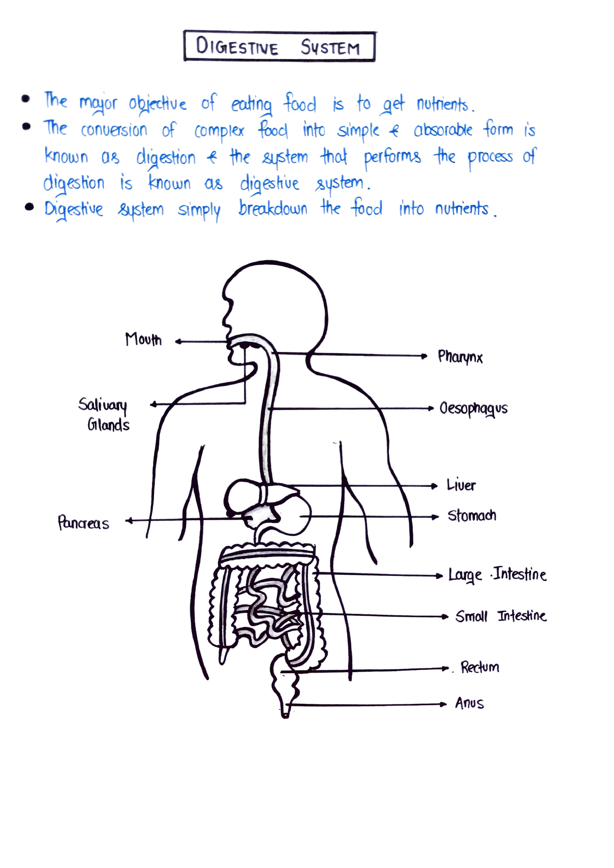 Digestive System - B. Pharmacy - Studocu