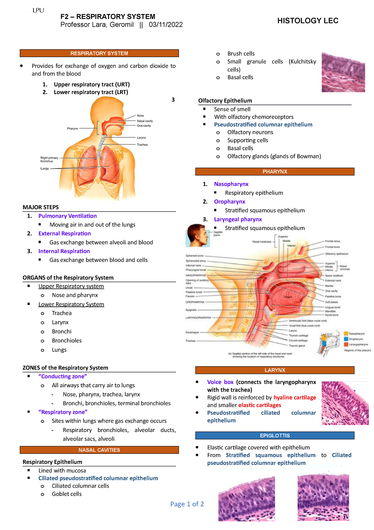 FIN-LEC-2 Respiratory System - Human Histology - Studocu