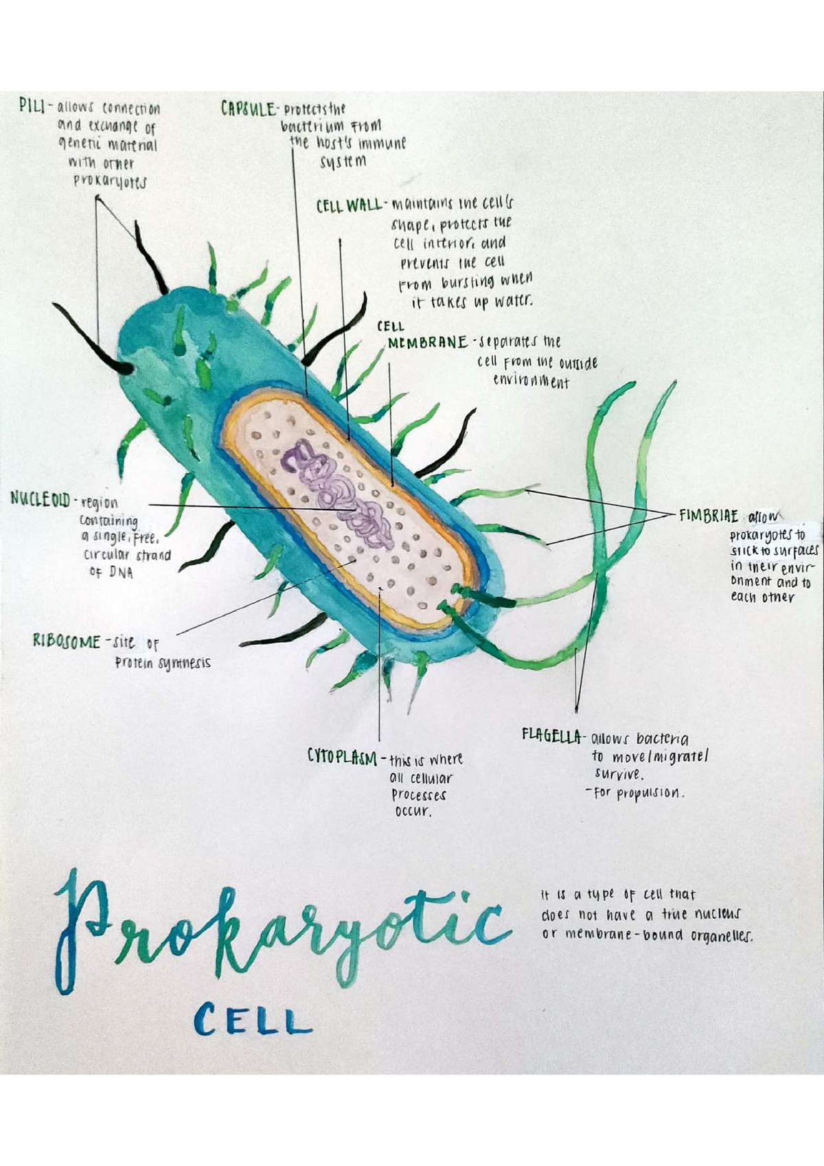 From Prokaryotes to Eukaryotes: Solving Problems Using Plasmids | Lesson  Plan
