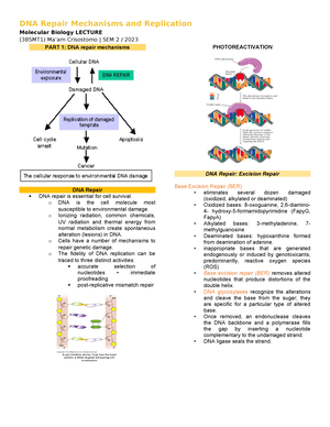 Percent Composition and Molecular Formula Worksheet - A compound with ...