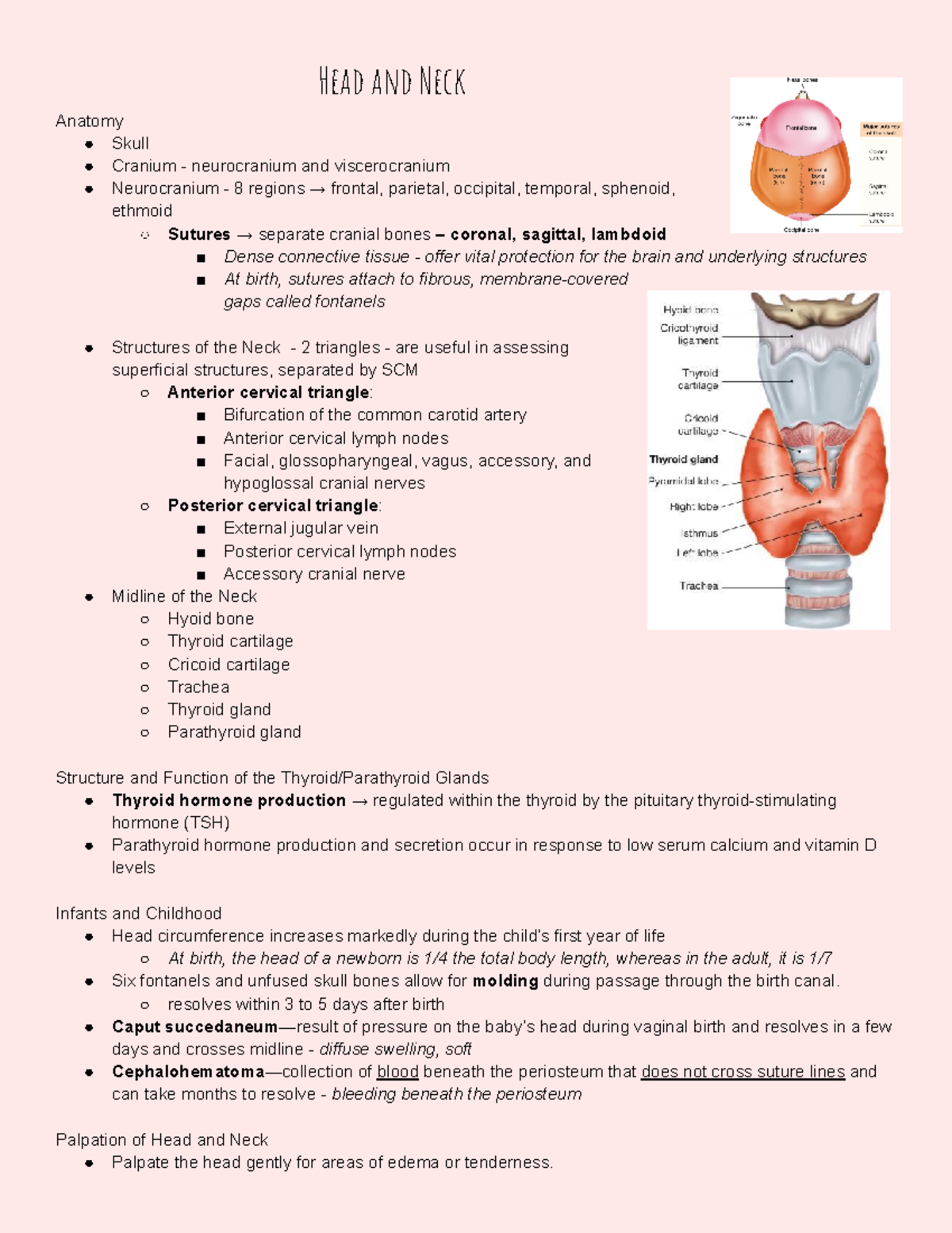 Ch 14 Head and Neck - Lecture notes for eyes - Head and Neck Anatomy ...