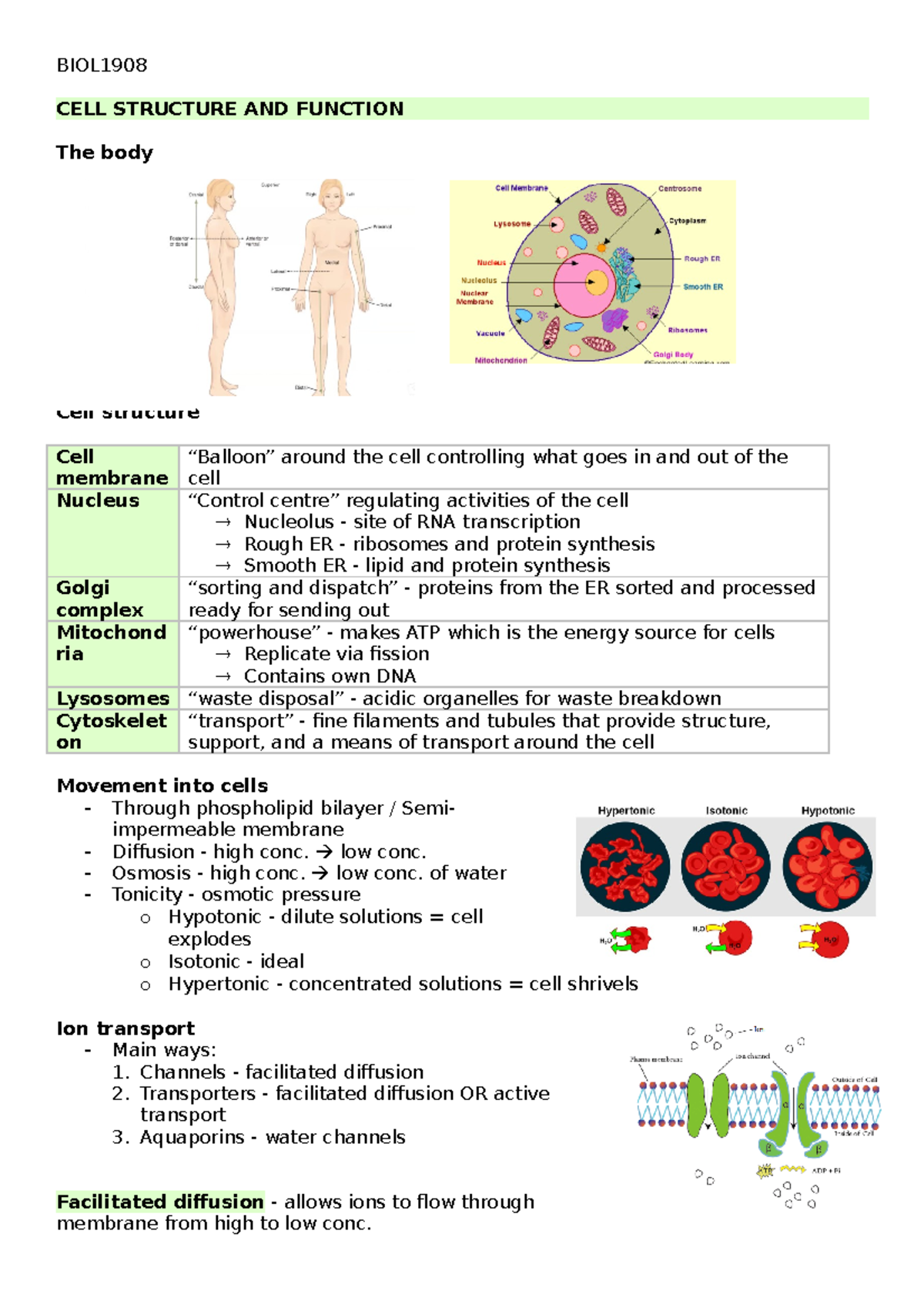 Bio notes - CELL STRUCTURE AND FUNCTION The body Cell structure Cell ...