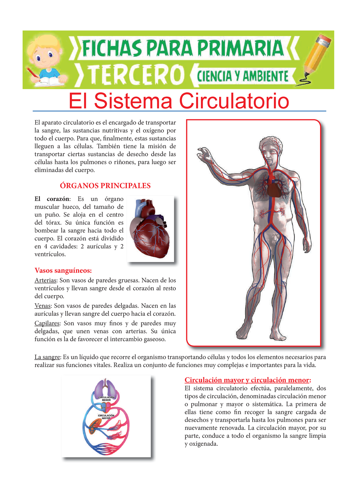 Órganos Principales Del Sistema Circulatorio Para Tercero De Primaria El Aparato Circulatorio