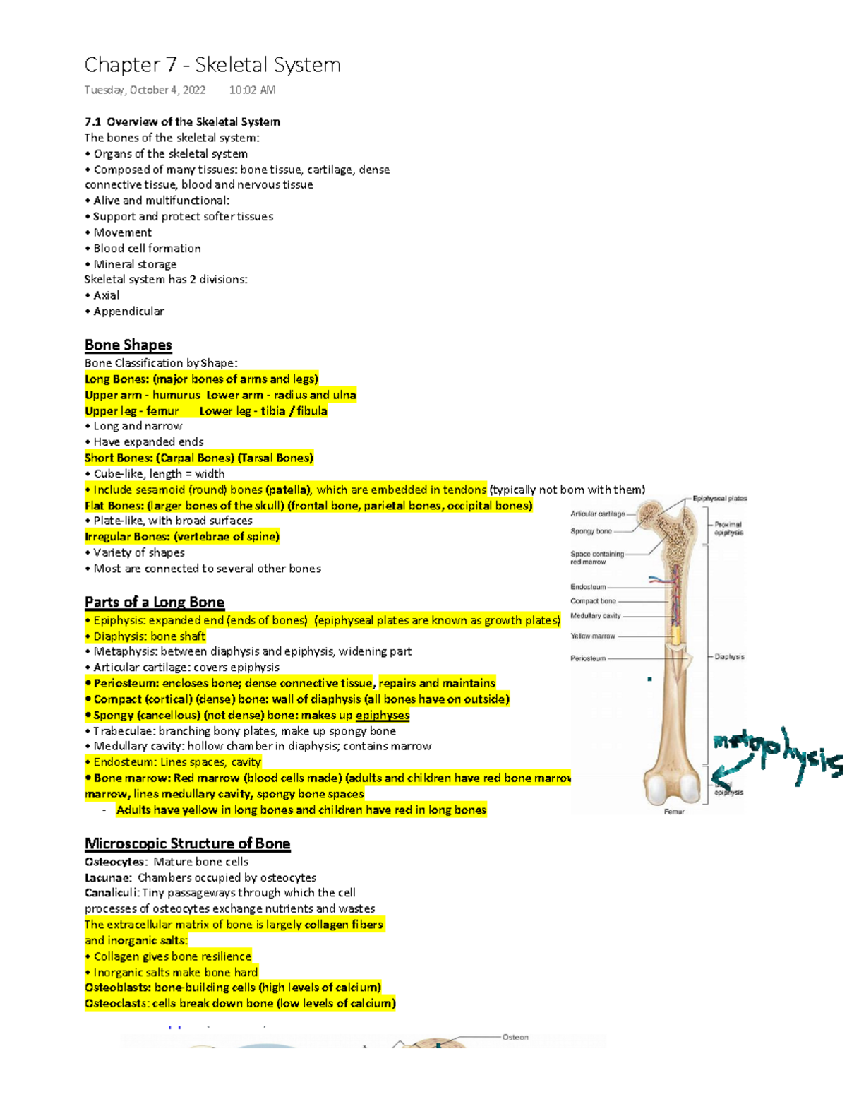 APHY 101 (Ivy Tech) - Chapter 7 - 7 Overview of the Skeletal System The ...