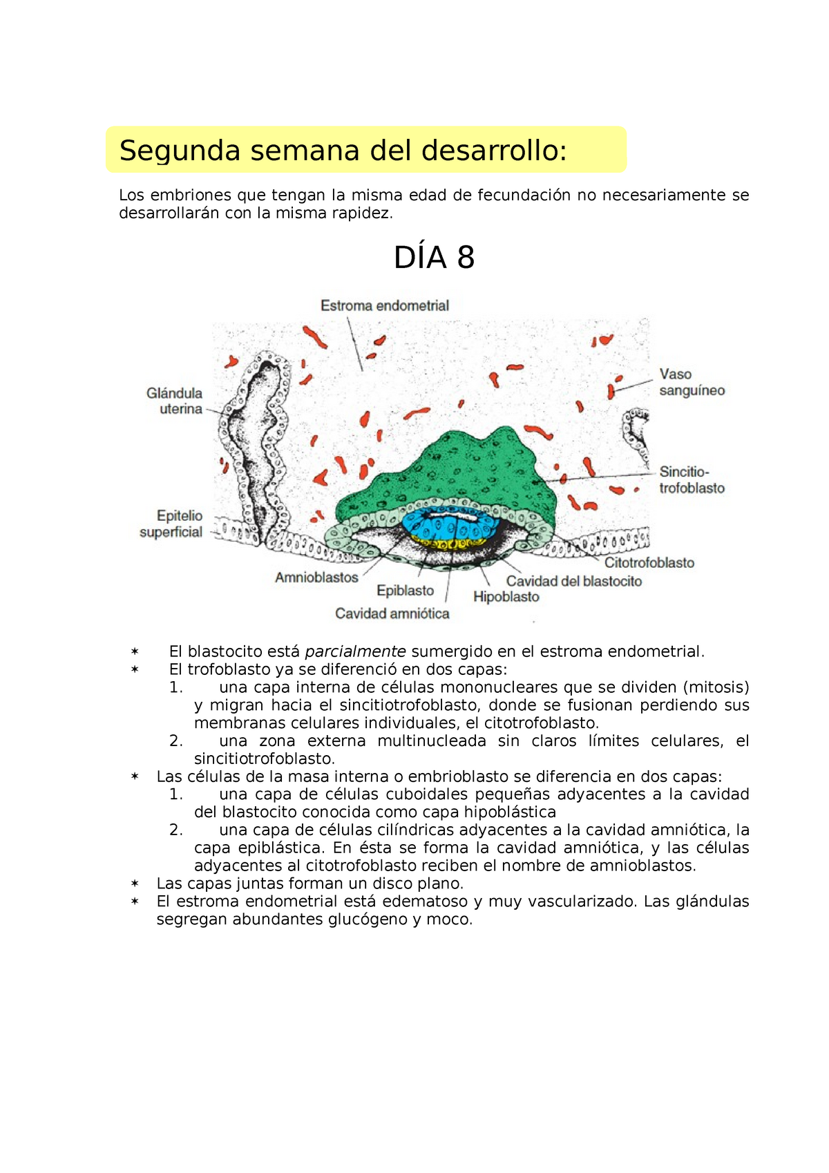 Segunda semana de desarrollo - Los embriones que tengan la misma edad de  fecundación no - Studocu