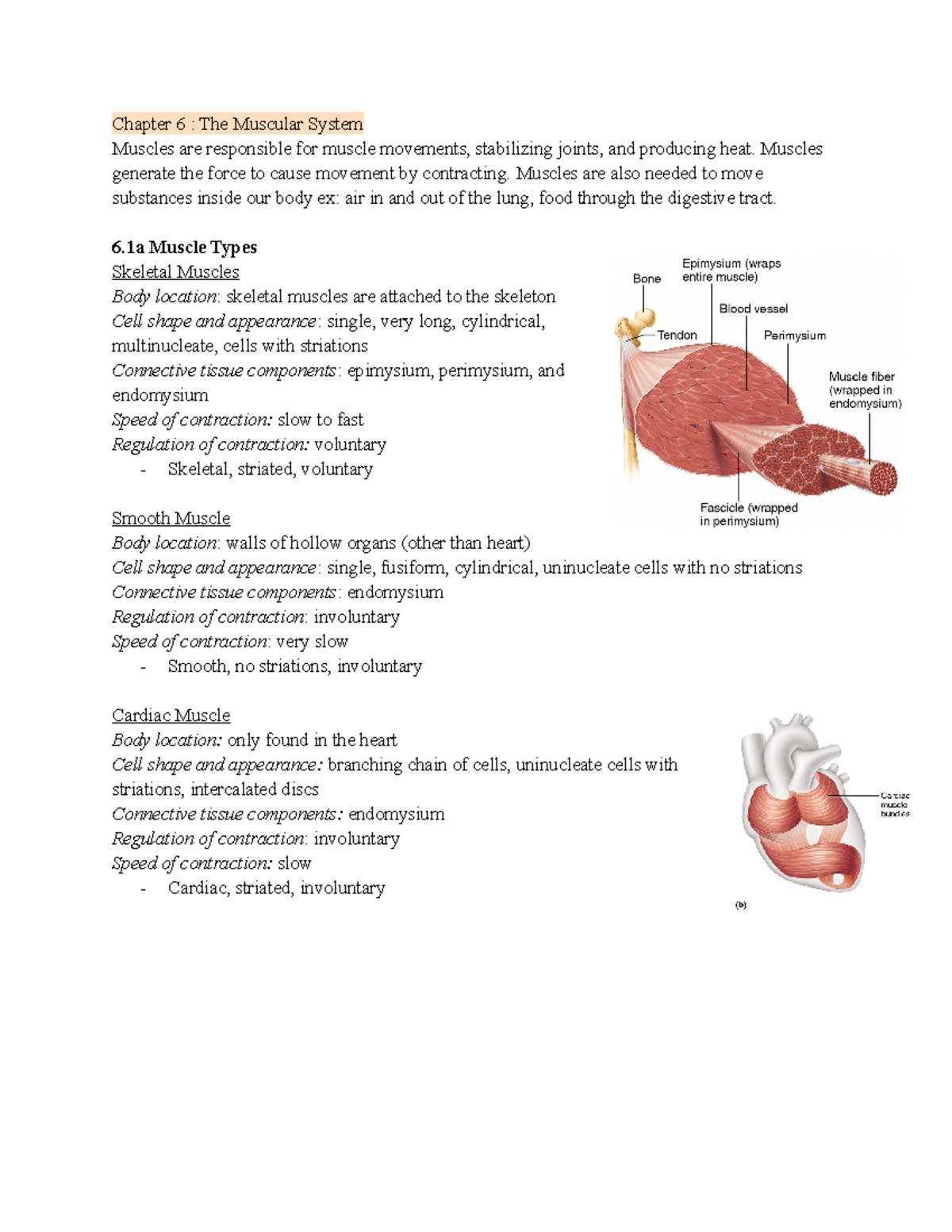 Chapter 6 - The Muscular System - Chapter 6 : The Muscular System ...