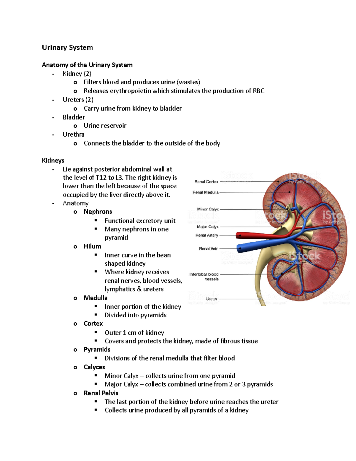 Urinary System - The Right Kidney Is Lower Than The Left Because Of The 