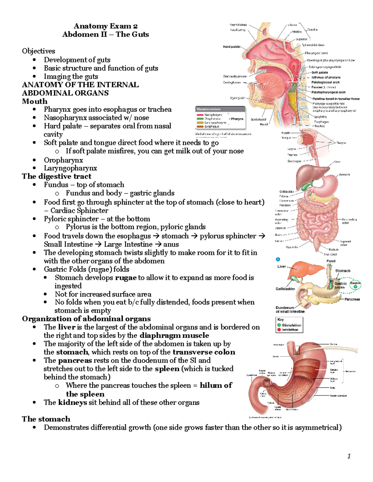 Abdomen II The Guts - Nelson - Anatomy Exam 2 Abdomen II – The Guts ...