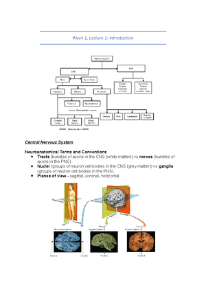 Lab Report - The Investigation of the Stroop Effect and the Reaction ...