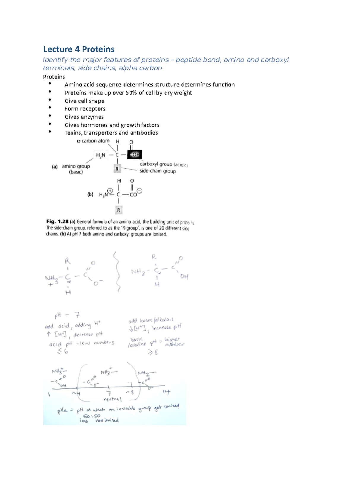 L4 Summary Proteins - Lecture Notes - Lecture 4 Proteins Identify the ...