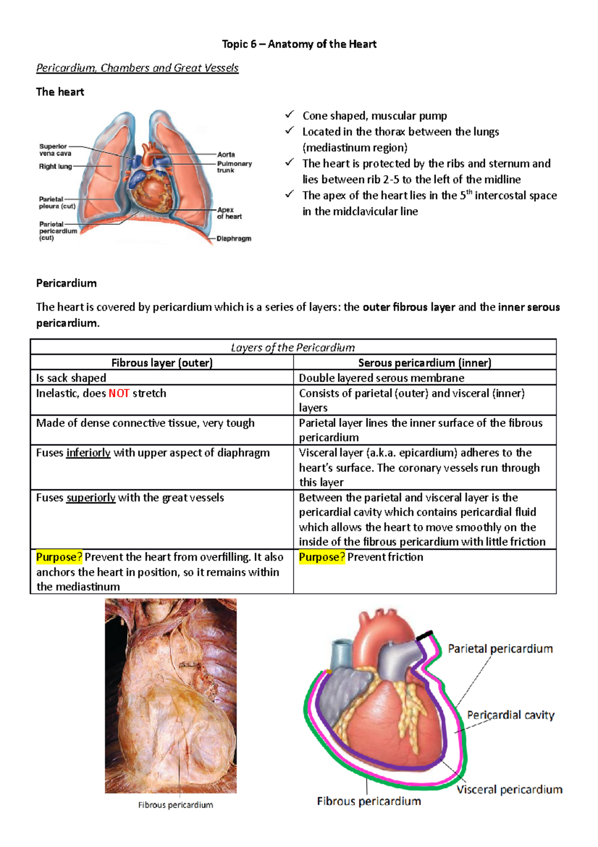 Topic 6 - Anatomy of the Heart - Topic 6 – Anatomy of the Heart ...