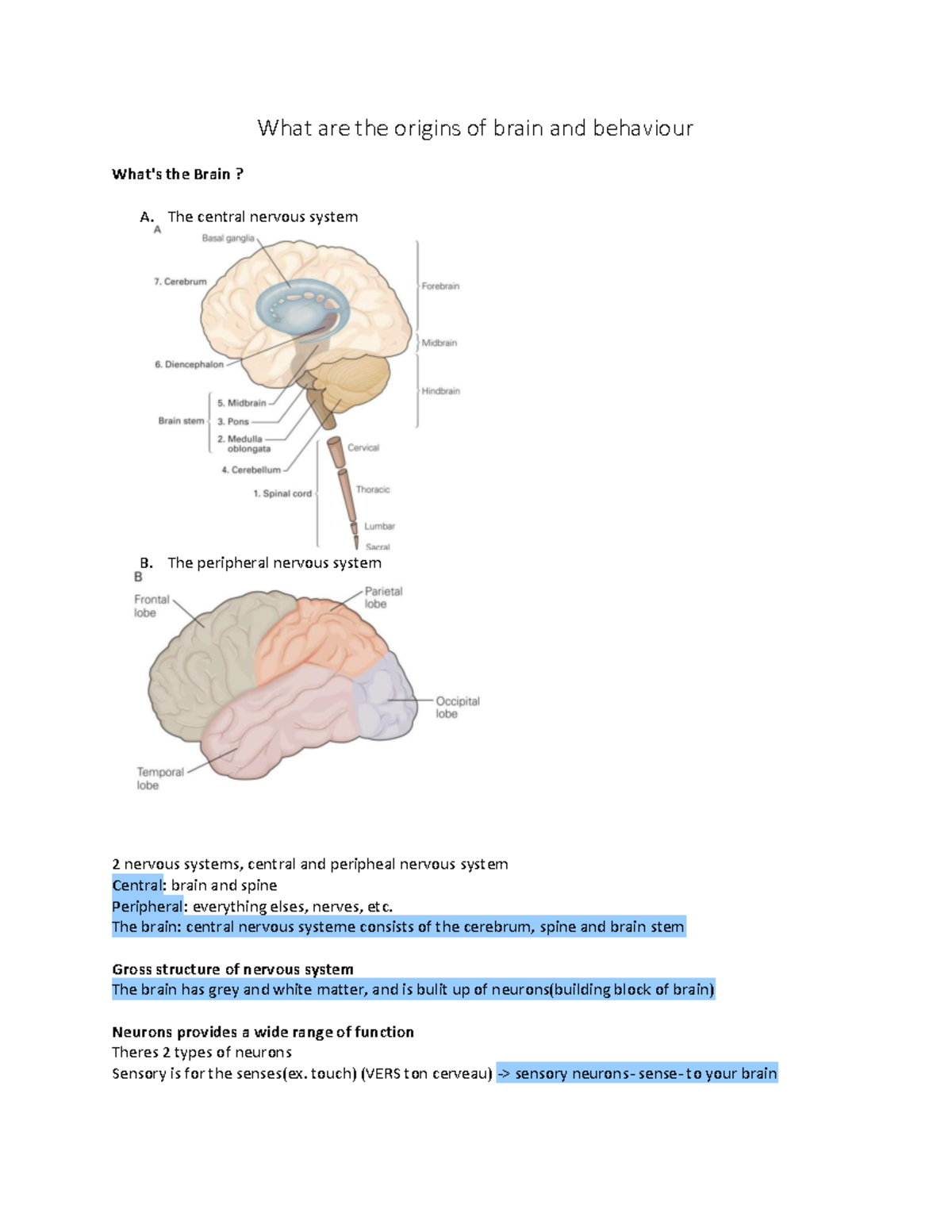 What are the origins of brain and behaviour - The central nervous ...